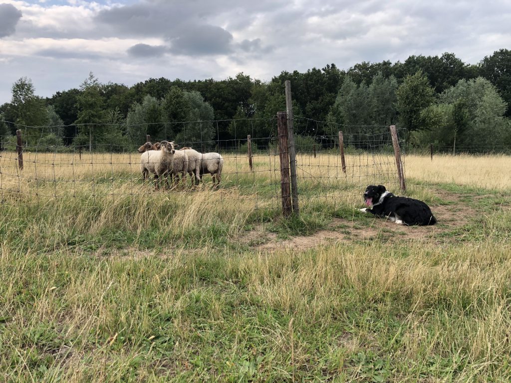 Schapen Snuffelen